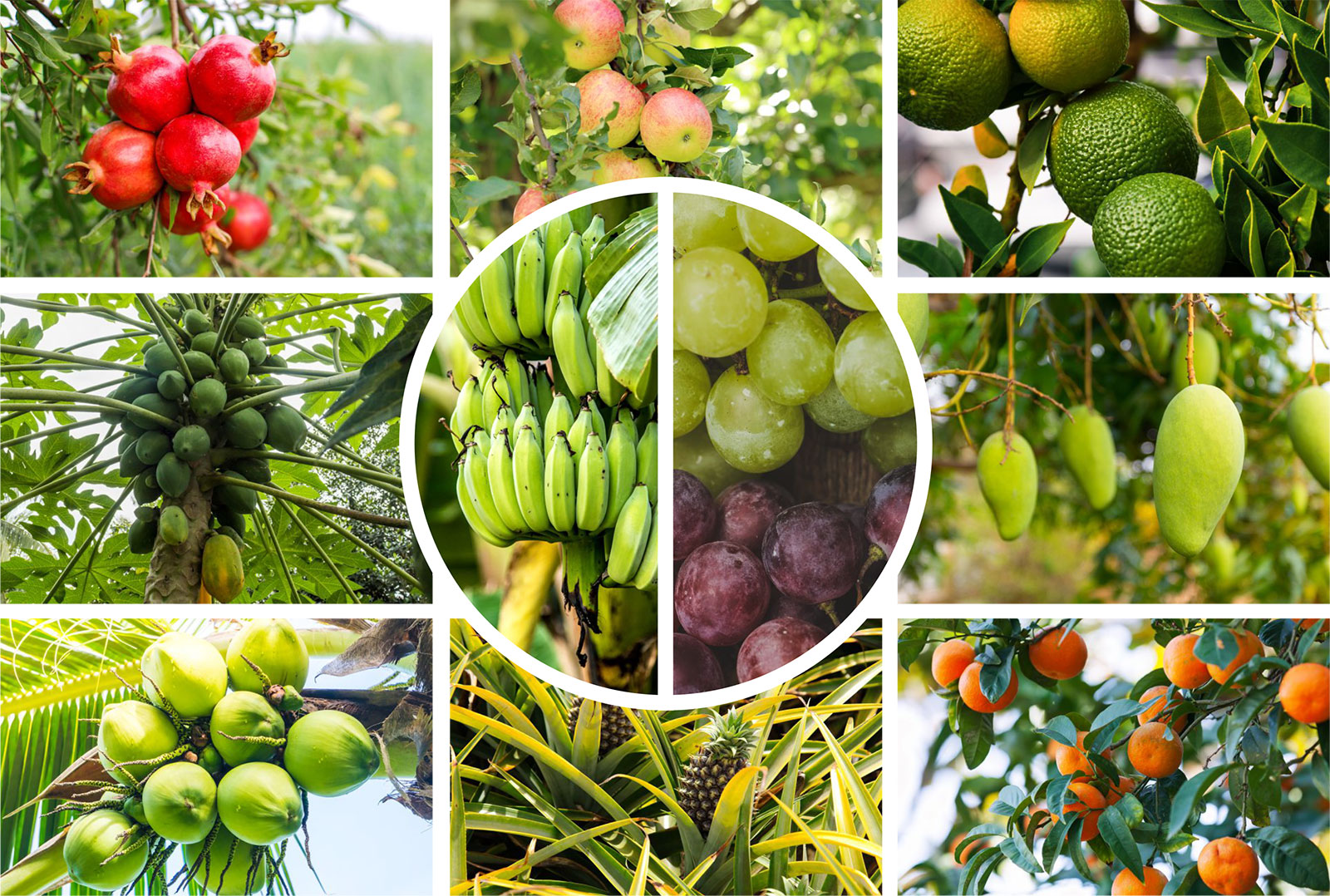Seasional Fruits